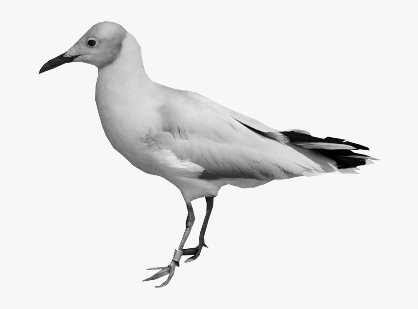 Birds, HD Png Download