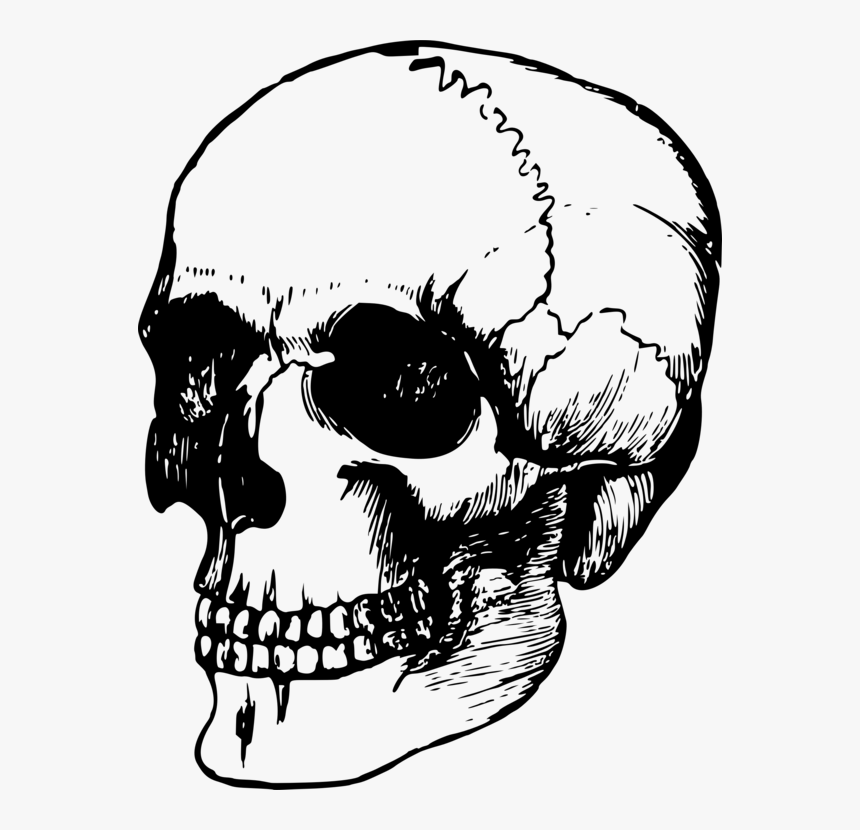 Academic Drawing Human Skeleton Transparent Png Clipart - Old Skull Drawing, Png Download