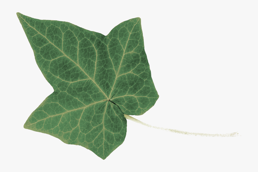 Macro Photography, HD Png Download