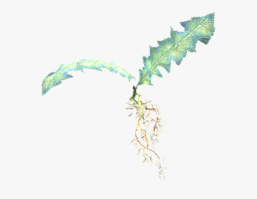 Elder Scrolls - Skyrim Alchemy Ingredients, HD Png Download