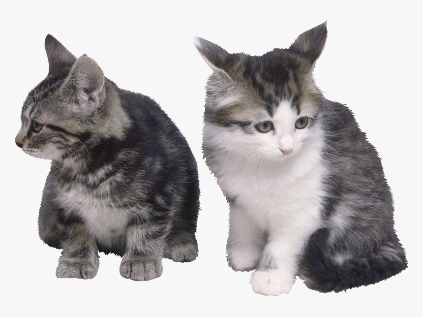Cat Png - Siamese And Persian Short Hair, Transparent Png