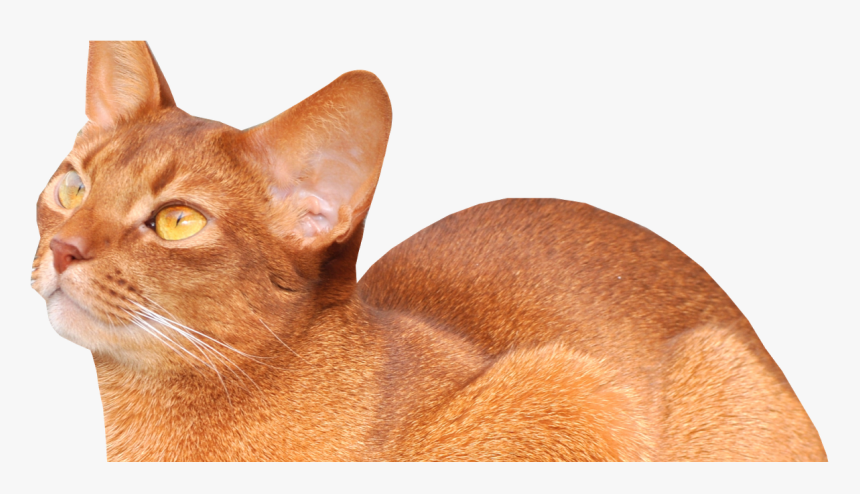 Abyssinian Cat, HD Png Download