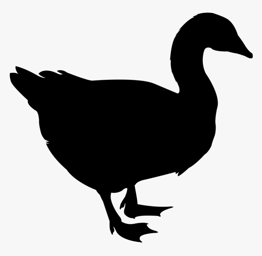 Duck, HD Png Download