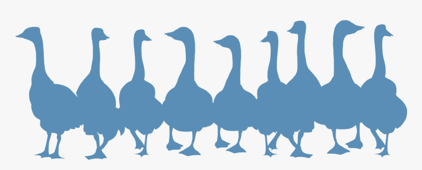 Duck, HD Png Download