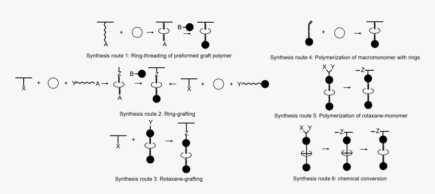 Sythesis Routes To Side Chain Polyrotaxnes - Polyrotaxane, HD Png Download