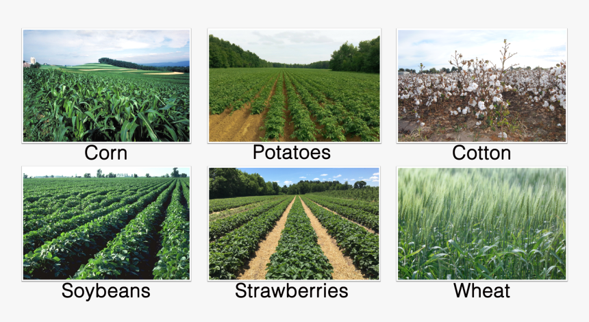 Field, HD Png Download