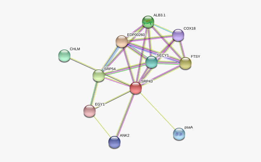 Srp43 Protein - Circle, HD Png Download