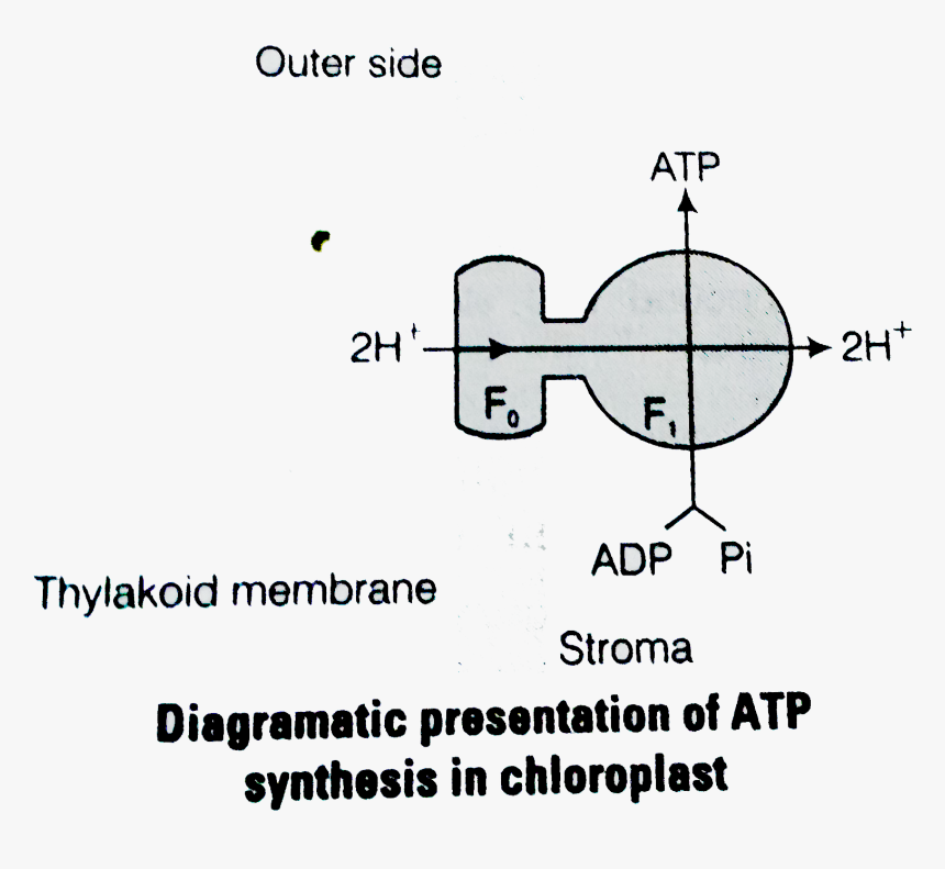 Diagram, HD Png Download