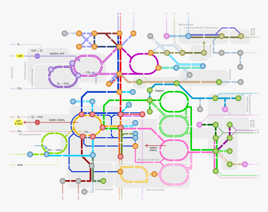 Metro-style Map Of Major Metabolic Pathways - Subway Map Of Metabolism, HD Png Download