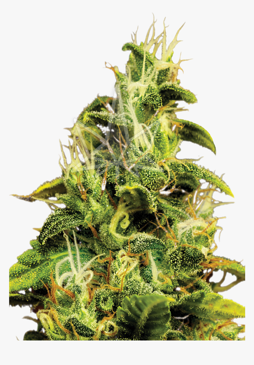 Ak47 Feminized Seeds - Houseplant, HD Png Download