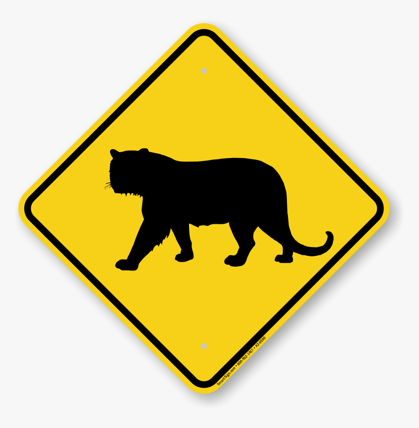 Panther Size Vs Human, HD Png Download