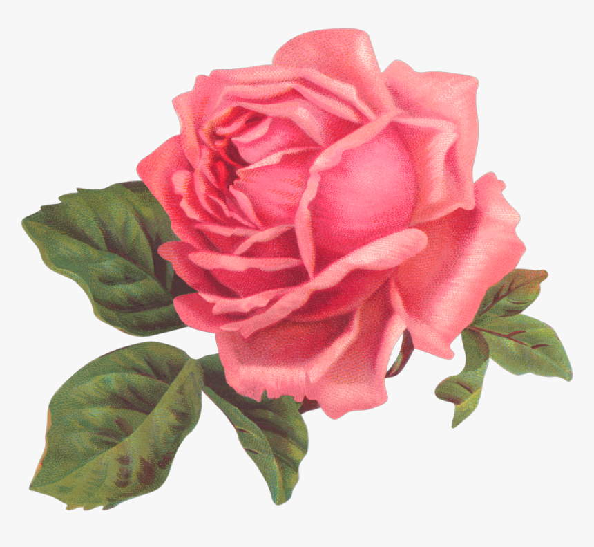 #ftestickers #flower #rose #pink #shabbychic - Roses Png, Transparent Png