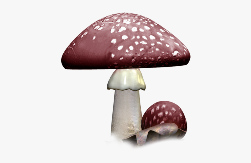 Shiitake, HD Png Download