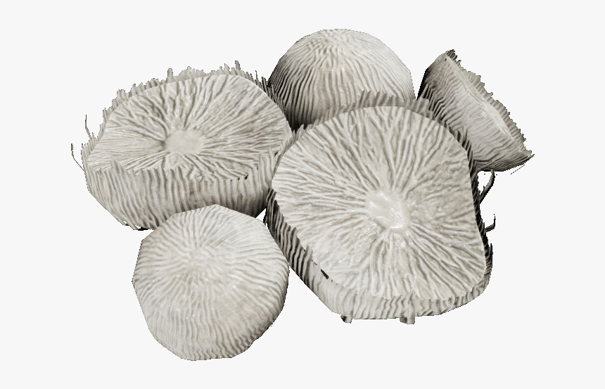 Mycelia - Agaricaceae, HD Png Download