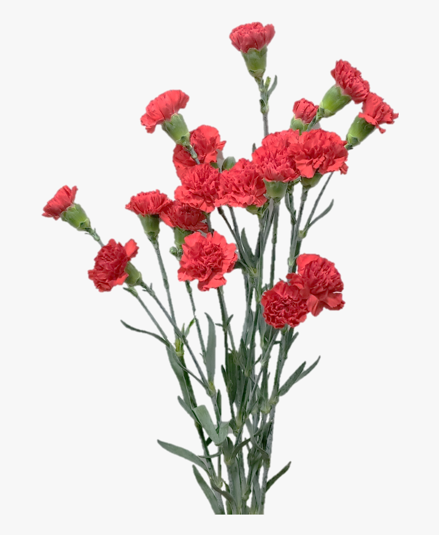 Spray Aragon Jpg091a2bf2 645c C2eb C552 00d468fb37ca - Bouquet, HD Png Download
