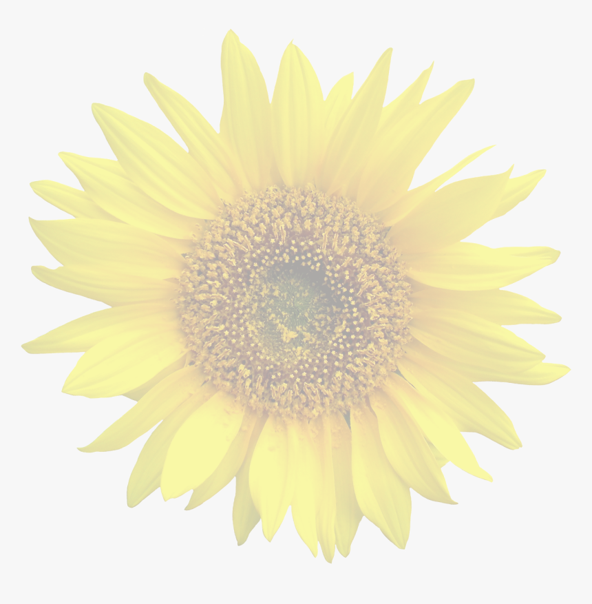 Transparent Flower Graphic, HD Png Download