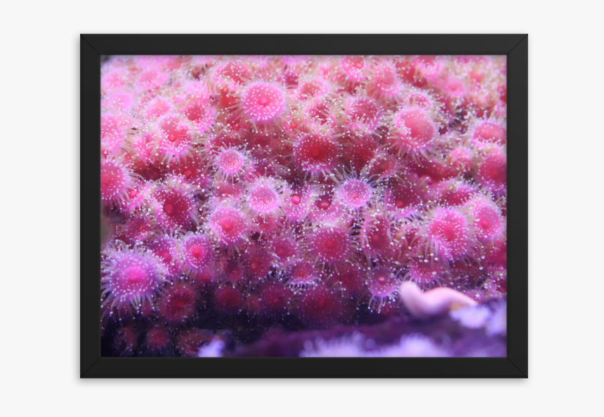 Led-backlit Lcd Display, HD Png Download