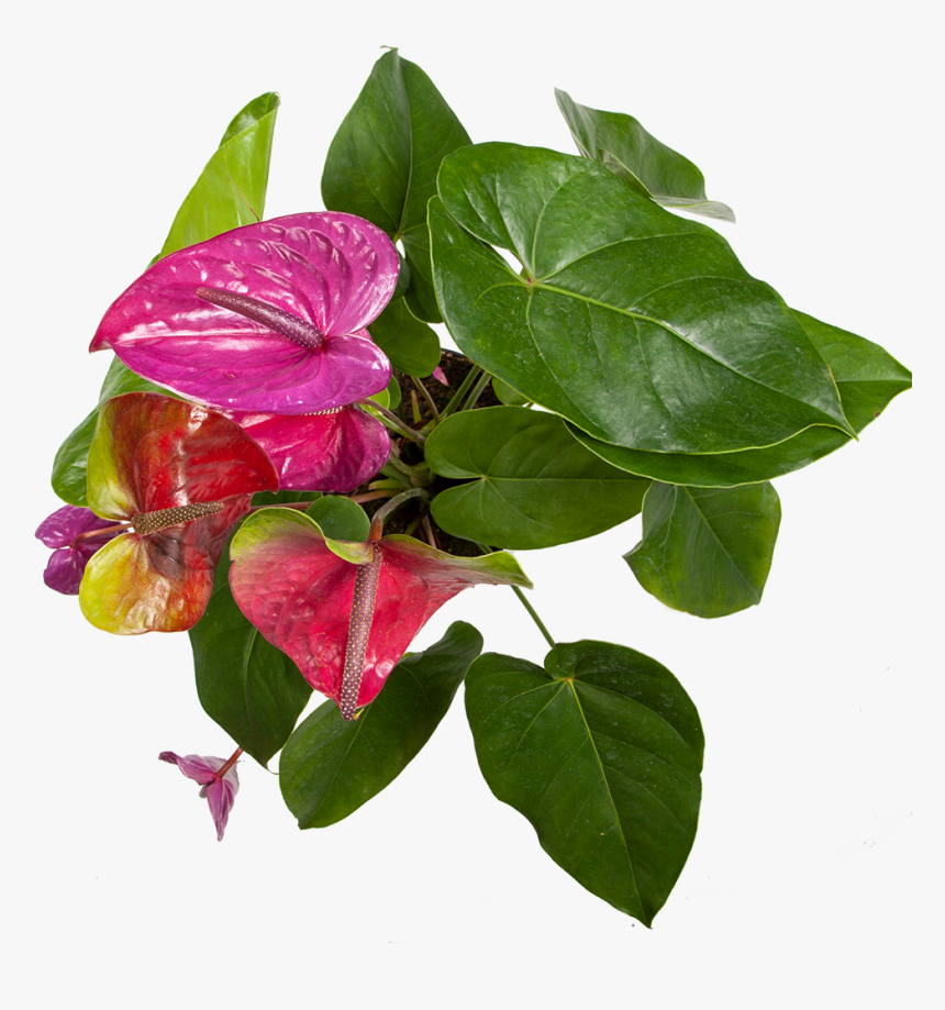 Anthurium Purple - Bougainvillea, HD Png Download