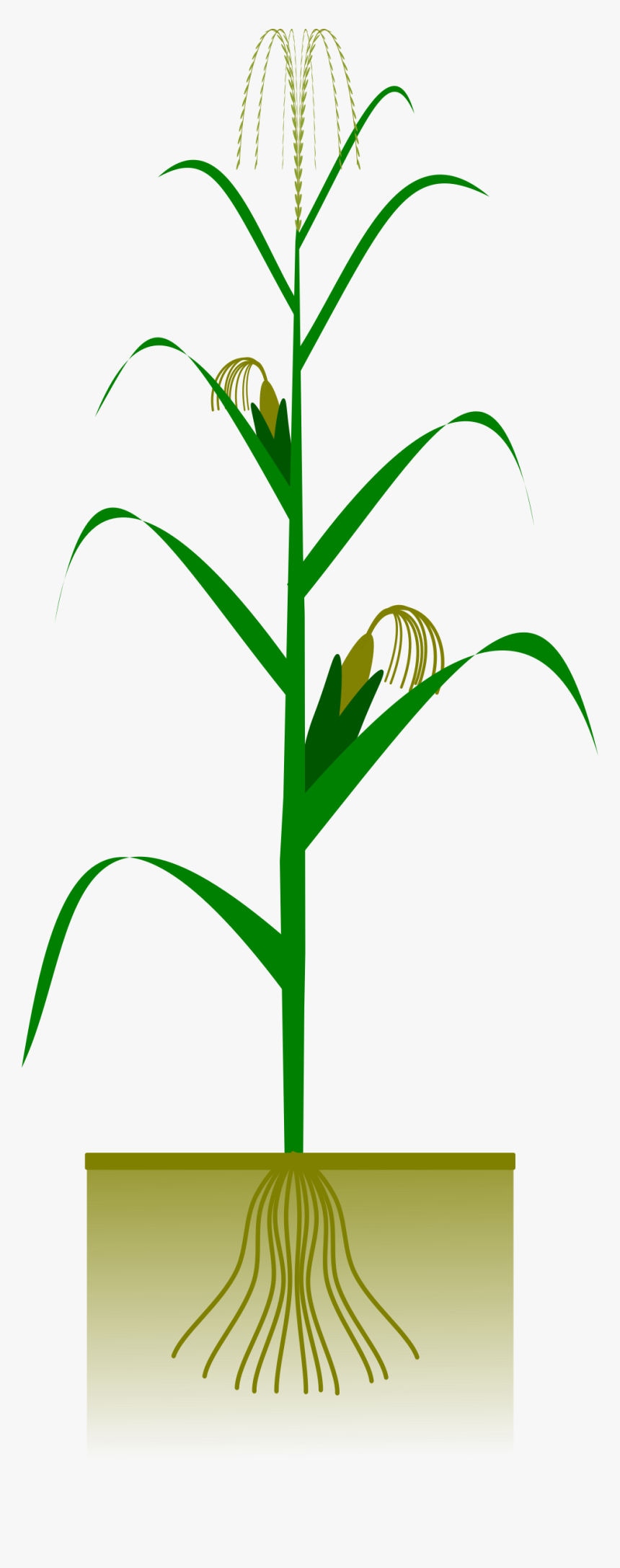 Maize Plant Big Image - Corn Plant Vector Free, HD Png Download