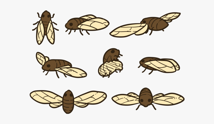 Cicada Vectors - Weevil, HD Png Download