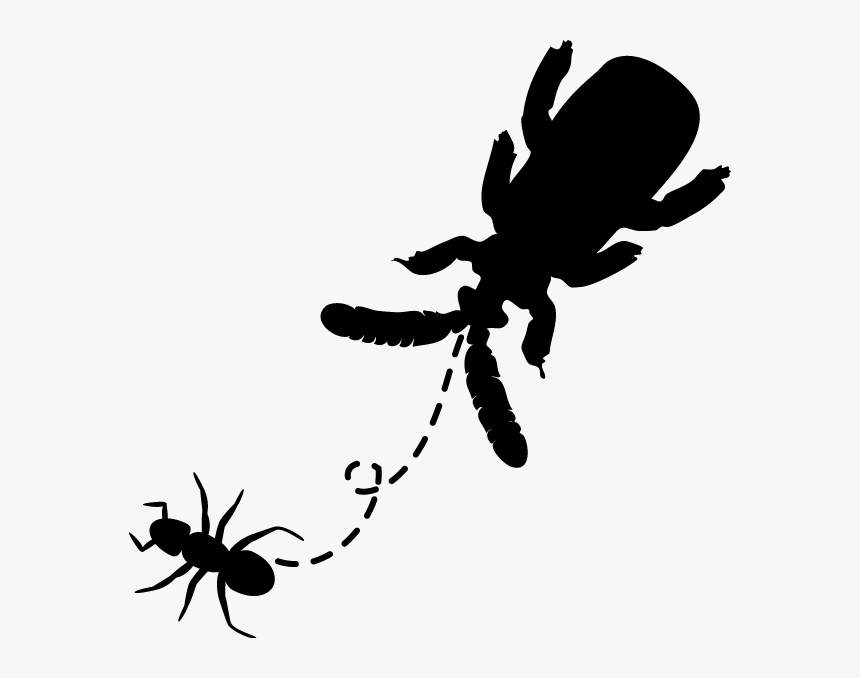 Unnamed - Ant Clip Art, HD Png Download