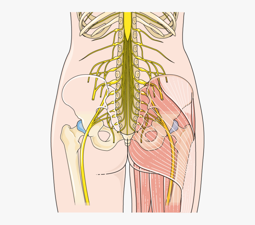 Medical Imaging, HD Png Download