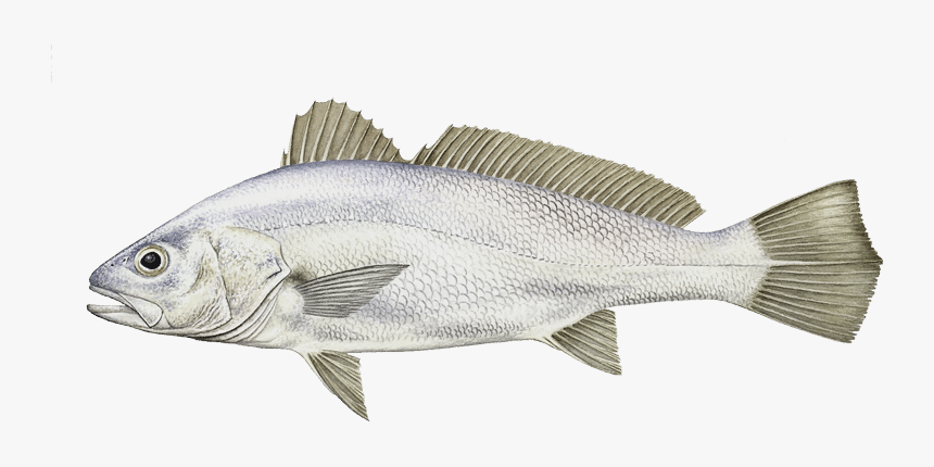 Striper Bass, HD Png Download