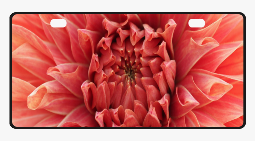 Bright Red Dahlia Flower License Plate - Dahlia, HD Png Download