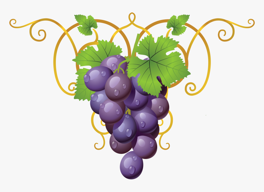 Grapevine Clipart Transparent - Clipart Grapes, HD Png Download