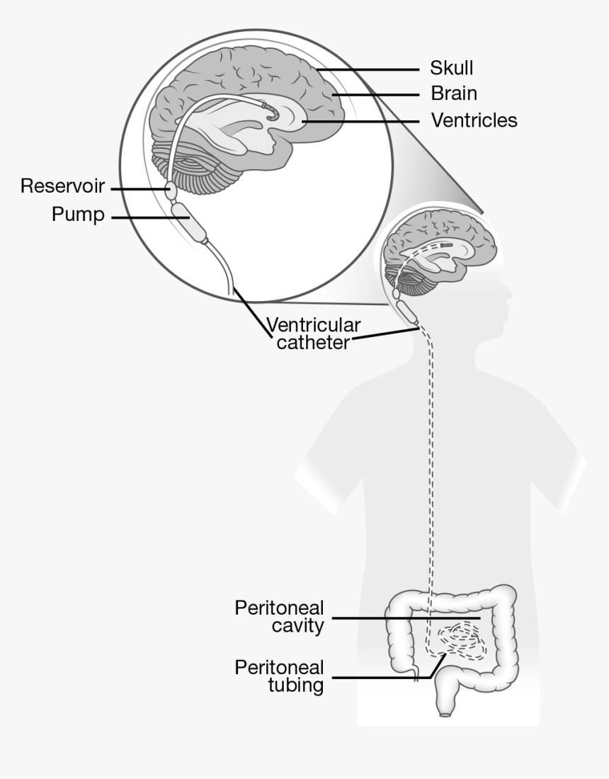 Illustration, HD Png Download