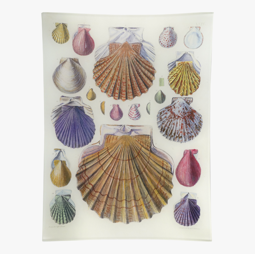 Scallop Png, Transparent Png