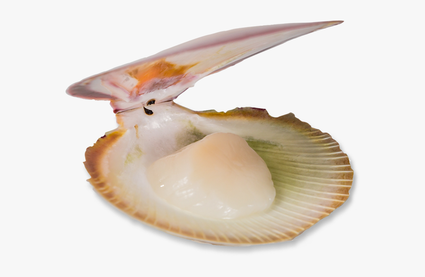 Scallop Png, Transparent Png