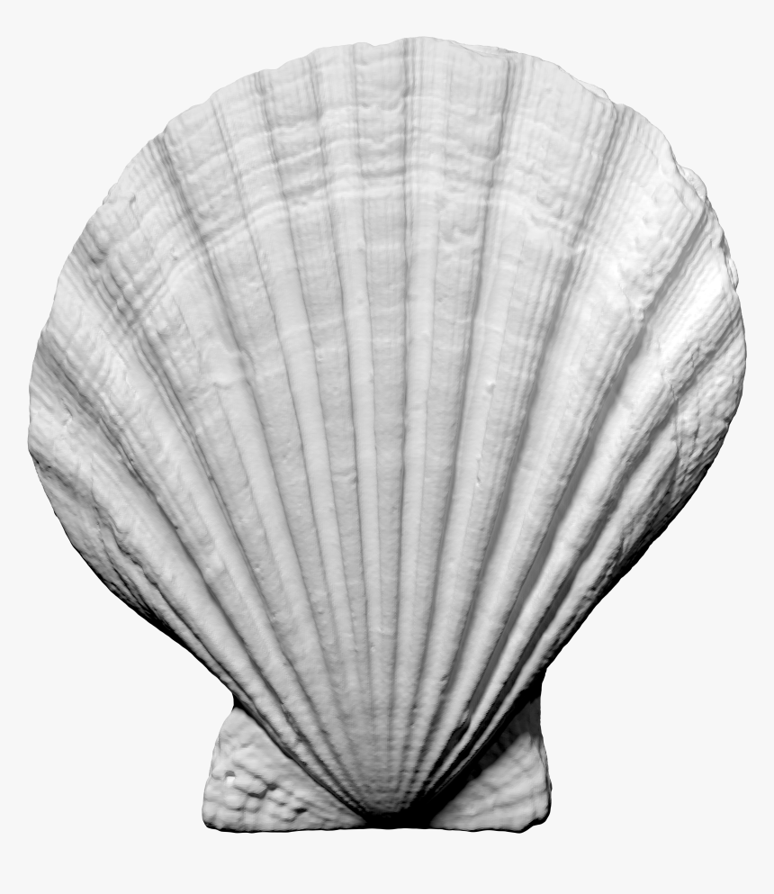 Shell Obj Free, HD Png Download