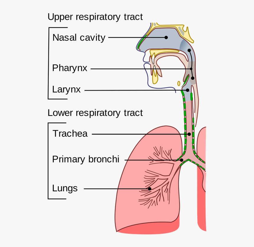 Illu Conducting Passages - Upper And Lower Respiratory Tract, HD Png Download