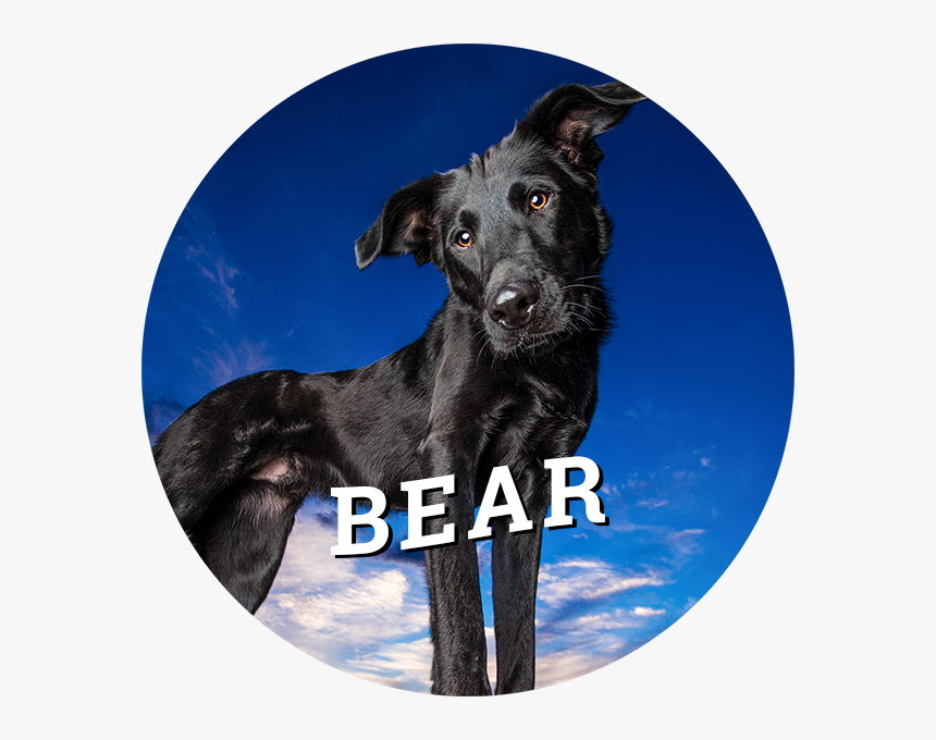 Home-bear - Dog Catches Something, HD Png Download