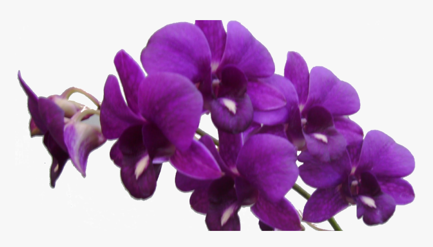 Purple Orchid Transparent Background, HD Png Download