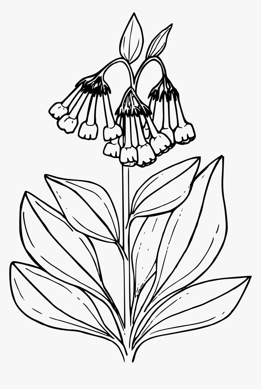 Tall Mountain Bluebells Big - Bluebell Flower Coloring Pages, HD Png Download