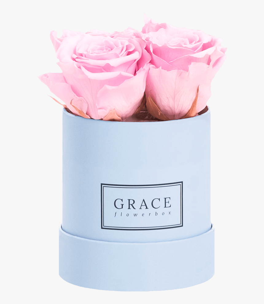 Grace Flowerbox 1 Rose , Png Download - Garden Roses, Transparent Png