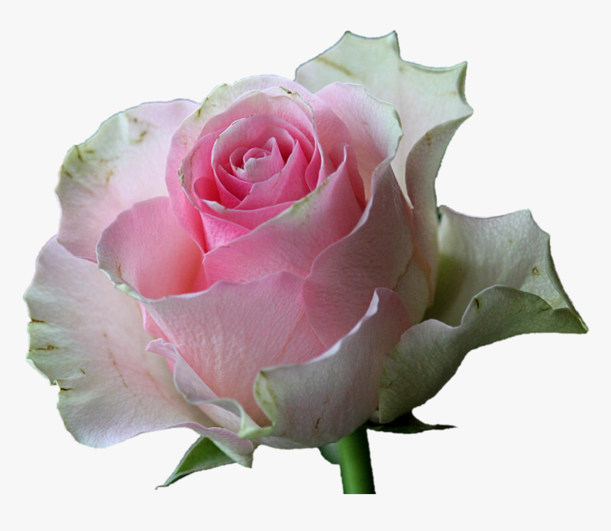 White Rose Flowers, HD Png Download