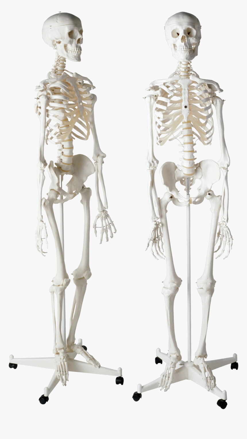 Skeleton Png - Скелет Человека Пнг, Transparent Png