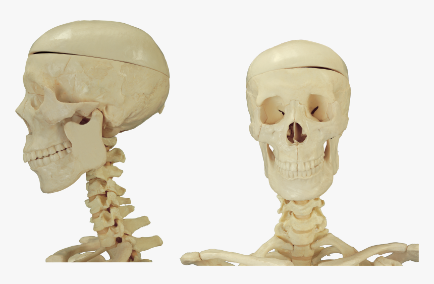 Skeleton Png - Human Skeleton, Transparent Png