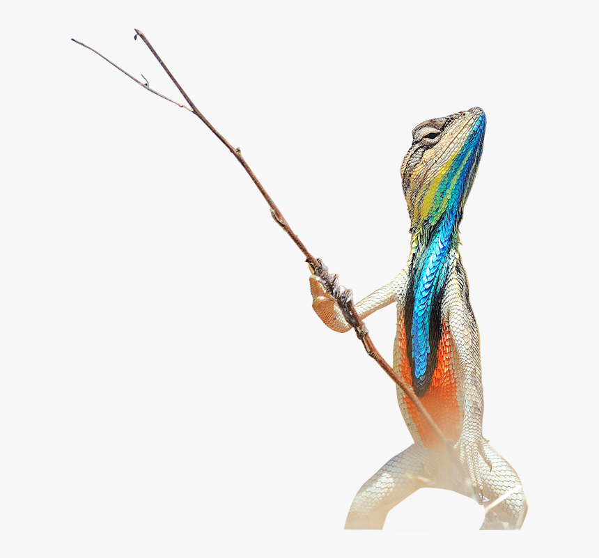 Lizard Holding A Stick, HD Png Download