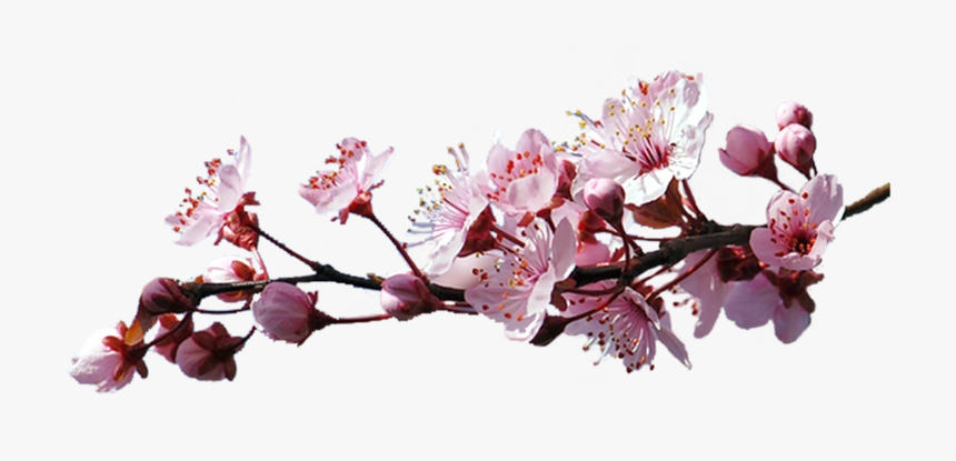 Df/8, The Branch Of Cherry Blossoms - Sakura Branch Png, Transparent Png
