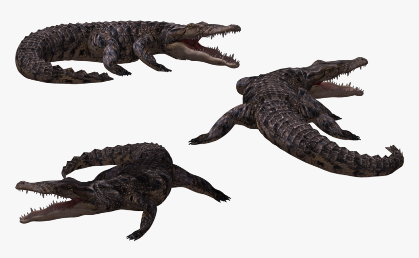 Crocodile 3d Png, Transparent Png