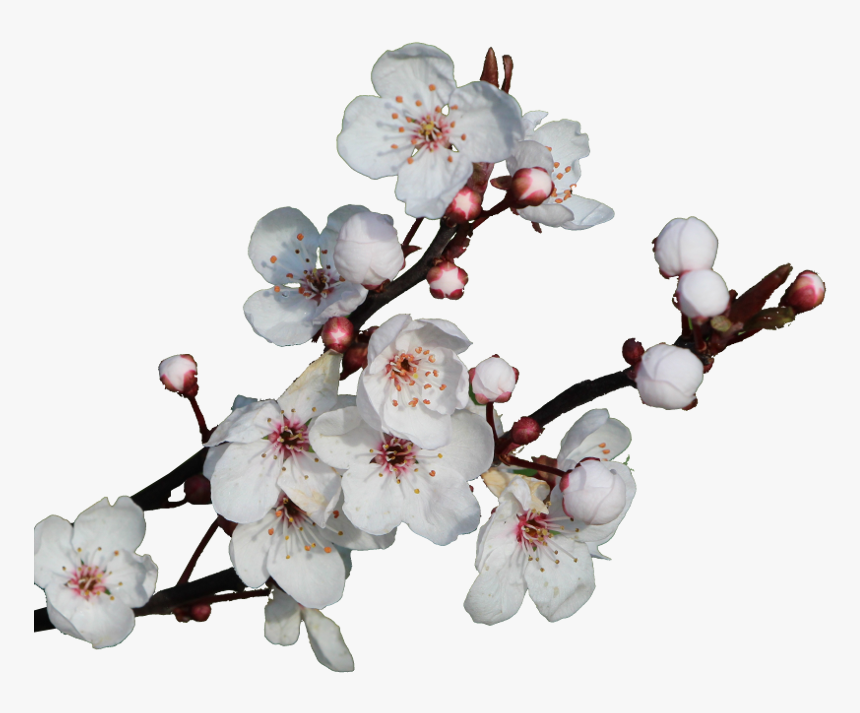 Cherry Blossom, HD Png Download