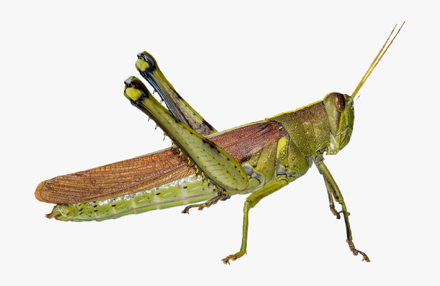 Gafanhoto Grasshopper Grilo Cricket Inseto Freetoedit - Band Winged Grasshoppers, HD Png Download