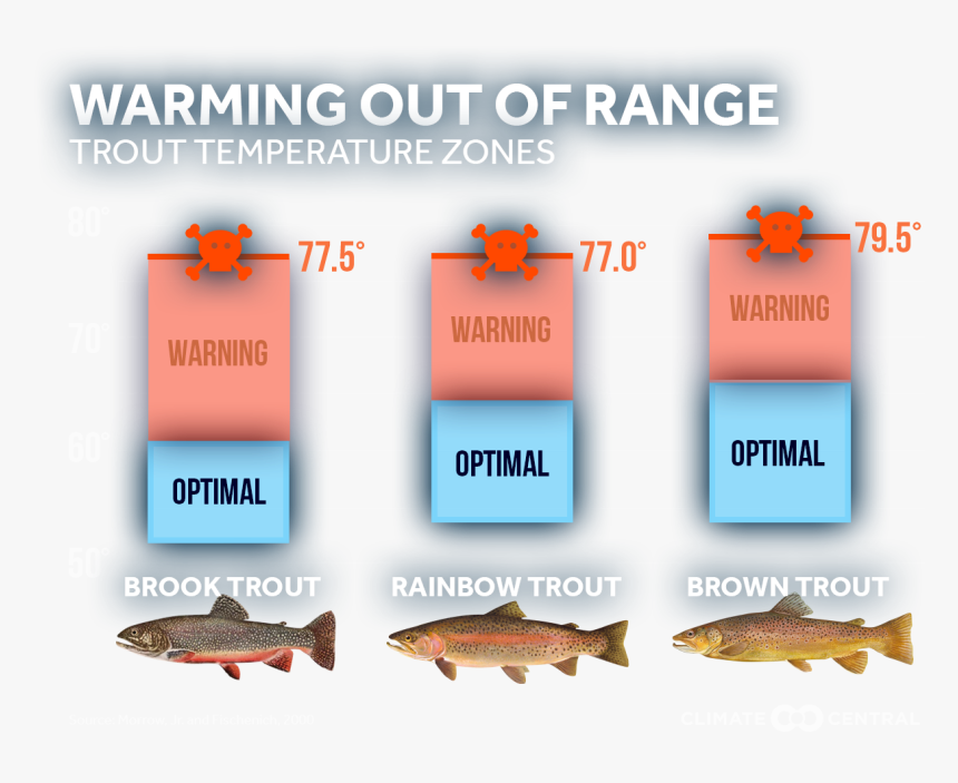 Trout, HD Png Download