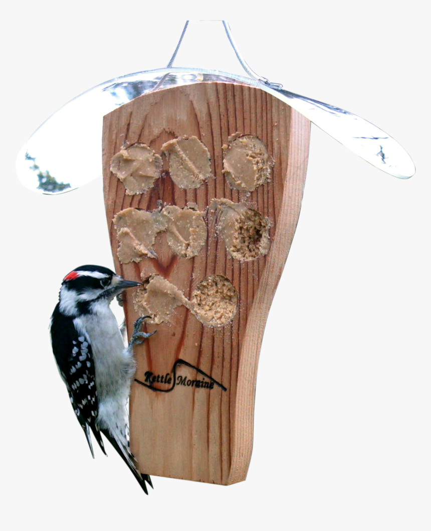 Downy Woodpecker, HD Png Download