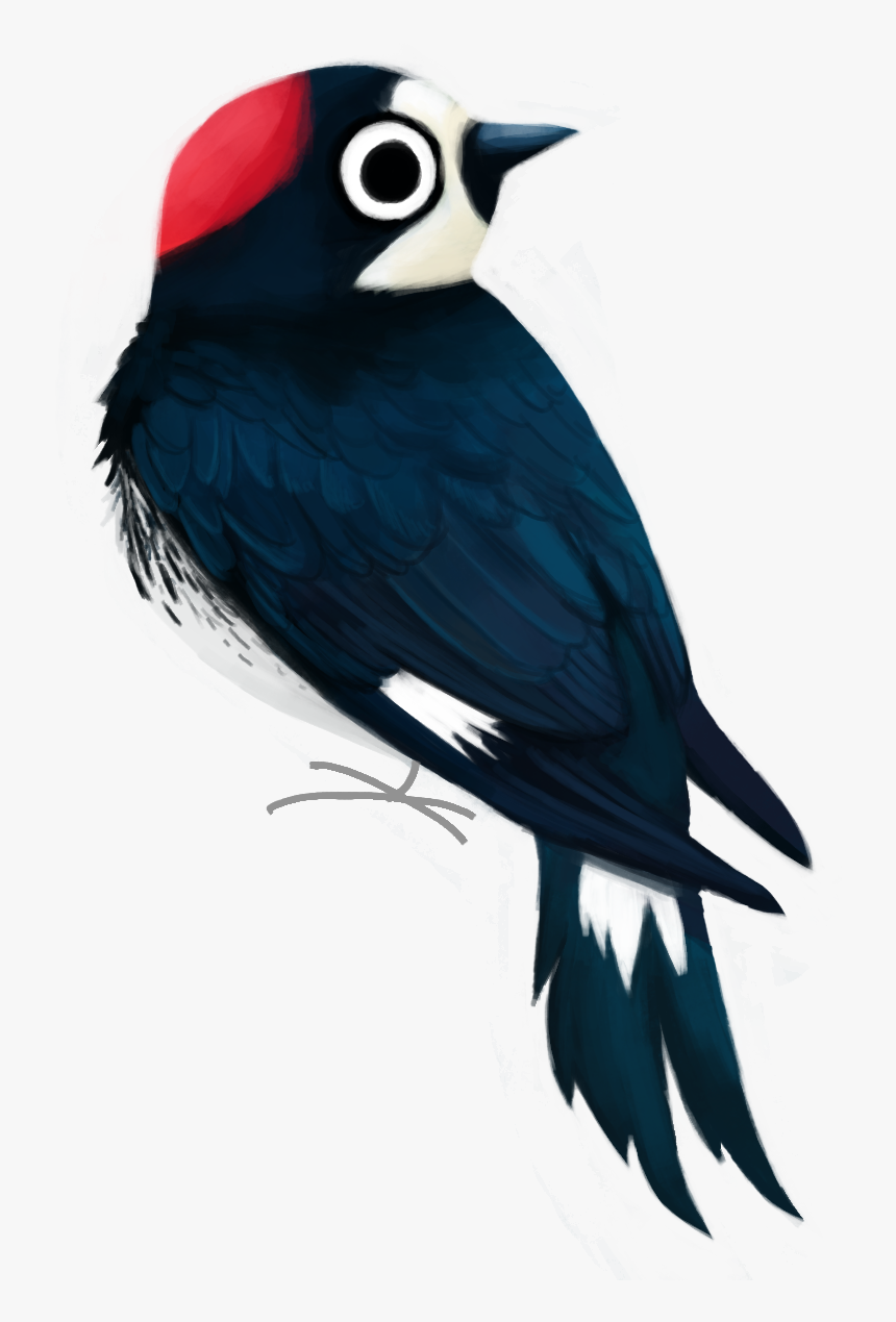 Melanerpes Formicivorus Cartoon, HD Png Download