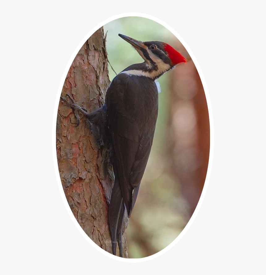 #woodpecker #freetoedit - Pileated Woodpecker, HD Png Download